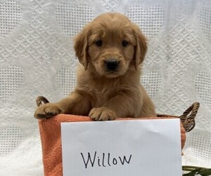 Golden Retriever Puppy for sale in OWEN, WI, USA