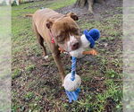 Small #9 American Pit Bull Terrier-American Staffordshire Terrier Mix