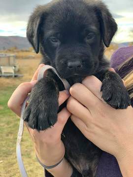 Medium Photo #2 Mastiff Puppy For Sale in YAKIMA, WA, USA