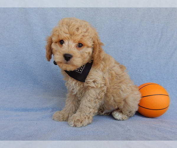 Medium Photo #4 Cavapoo Puppy For Sale in MILLERSBURG, OH, USA