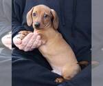 Small Photo #5 Dachshund Puppy For Sale in AUSTELL, GA, USA