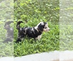 Small Photo #17 Sheepadoodle Puppy For Sale in CLEMSON, SC, USA