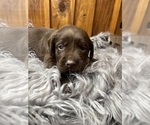 Small #7 Labrador Retriever