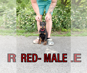 Doberman Pinscher Puppy for sale in LAFAYETTE, TN, USA
