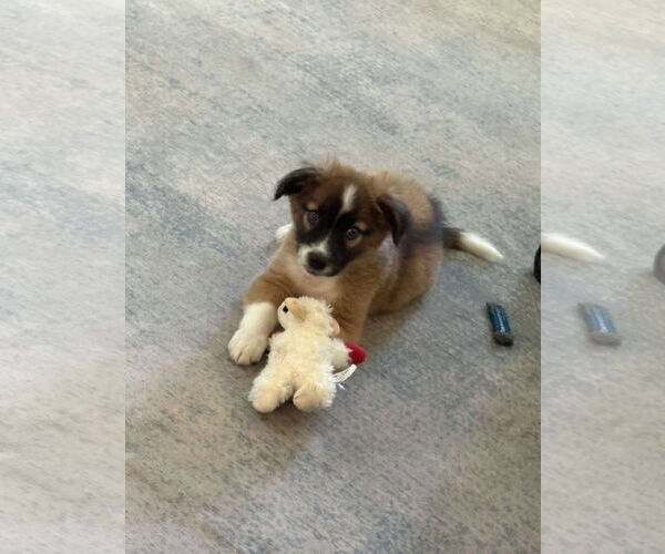 Medium Photo #1 Mutt Puppy For Sale in Mount Pleasant, SC, USA