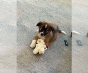 Mutt Dogs for adoption in Mount Pleasant, SC, USA