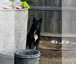 Australian Kelpie-Unknown Mix Dogs for adoption in Stockton, CA, USA