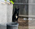 Small Australian Kelpie Mix