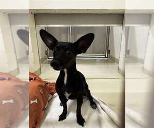 Chihuahua Dogs for adoption in Fremont, CA, USA
