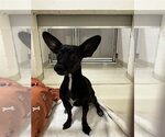 Small Chihuahua
