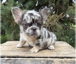 Small #2 French Bulldog