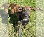 Small Plott Hound