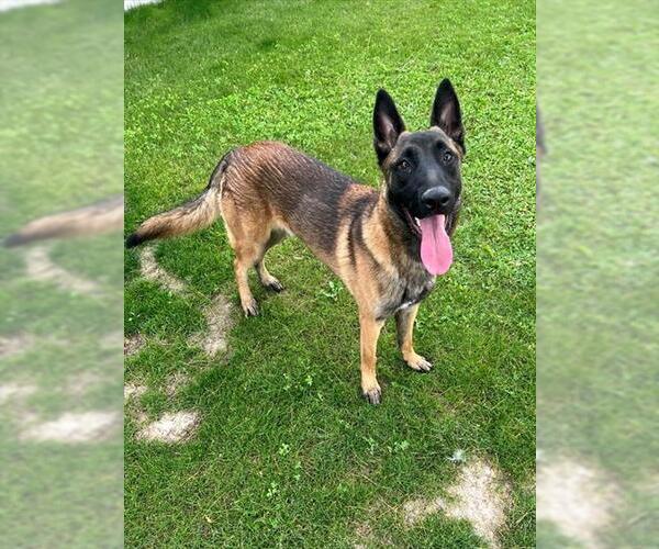 Medium Photo #1 Mutt Puppy For Sale in Riverside, CA, USA