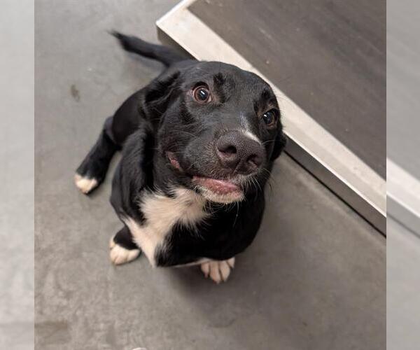 Medium Photo #1 Australian Shepherd-Staffordshire Bull Terrier Mix Puppy For Sale in Santa Cruz, CA, USA