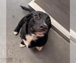 Small Australian Shepherd-Staffordshire Bull Terrier Mix