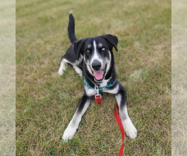 Medium Photo #19 Huskies -Unknown Mix Puppy For Sale in Fargo, ND, USA