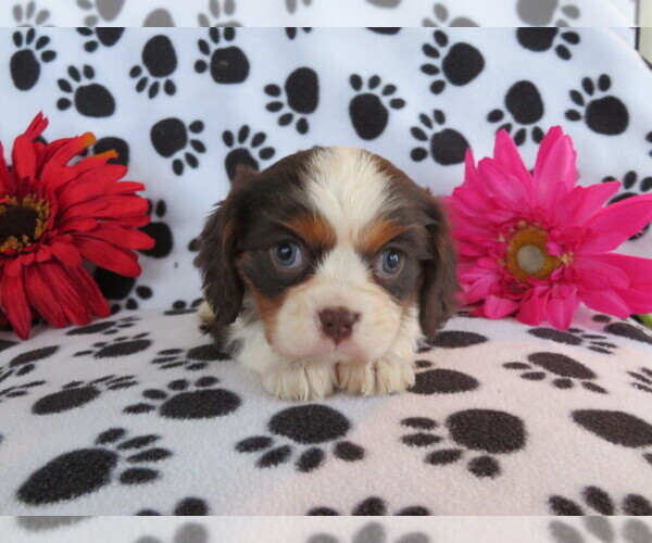 Medium Photo #3 Cavalier King Charles Spaniel Puppy For Sale in SHILOH, OH, USA