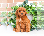 Small Photo #11 Goldendoodle Puppy For Sale in SYRACUSE, IN, USA