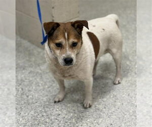 Rat Terrier-Unknown Mix Dogs for adoption in Conroe, TX, USA