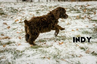 Poodle (Standard) Puppy for sale in SAINT CLOUD, MN, USA