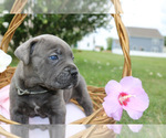 Small #6 Cane Corso
