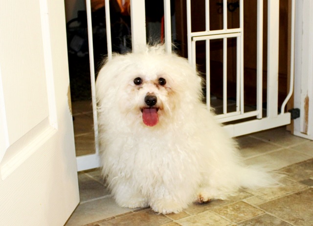Medium Photo #1 Cavachon Puppy For Sale in COLVILLE, WA, USA