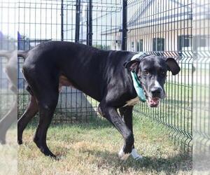 Great Dane-Unknown Mix Dogs for adoption in San Antonio, TX, USA