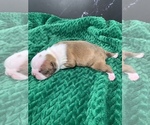 Small Photo #71 Boston Terrier Puppy For Sale in TULARE, CA, USA