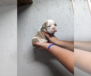 Olde English Bulldogge Puppy for sale in ORLEANS, NE, USA