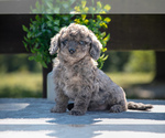 Puppy Hunter Miniature Labradoodle