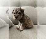 Puppy Latte Schnauzer (Miniature)