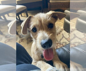 Mutt Dogs for adoption in San Diego, CA, USA