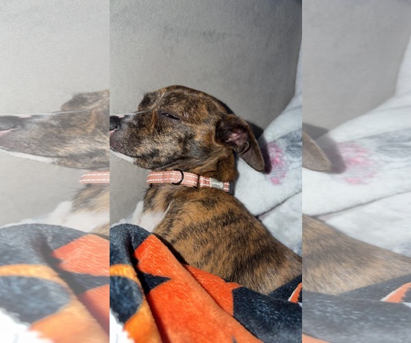 Medium Photo #4 Mutt Puppy For Sale in Alexandria, KY, USA