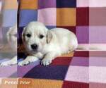 Small Photo #19 Golden Retriever Puppy For Sale in AIKEN, SC, USA