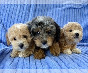 Poodle (Miniature) Puppy for sale in FAIR HAVEN, MI, USA