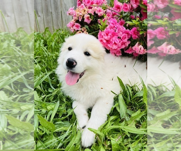 Medium Photo #18 Maremma Sheepdog Puppy For Sale in CONNEAUT, OH, USA