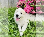 Small #17 Maremma Sheepdog