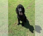 Small Photo #1 Poodle (Standard) Puppy For Sale in LOOGOOTEE, IN, USA