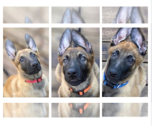 Belgian Malinois Puppy for sale in DENVER, NC, USA
