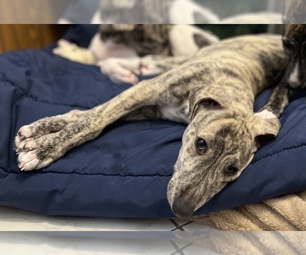 Medium Photo #7 Whippet Puppy For Sale in SOUTH SIOUX CITY, NE, USA