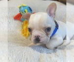Puppy Jackson Faux Frenchbo Bulldog