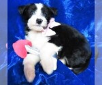 Puppy 9 Old English Sheepdog-Siberian Husky Mix