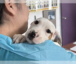 FOCACCIA - Female Mutt Dog for Adoption - Small photo