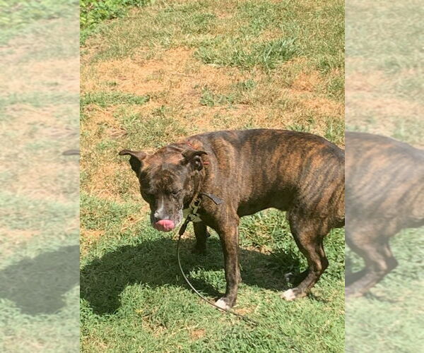 Medium Photo #4 American Pit Bull Terrier-Unknown Mix Puppy For Sale in COLUMBIA, MD, USA