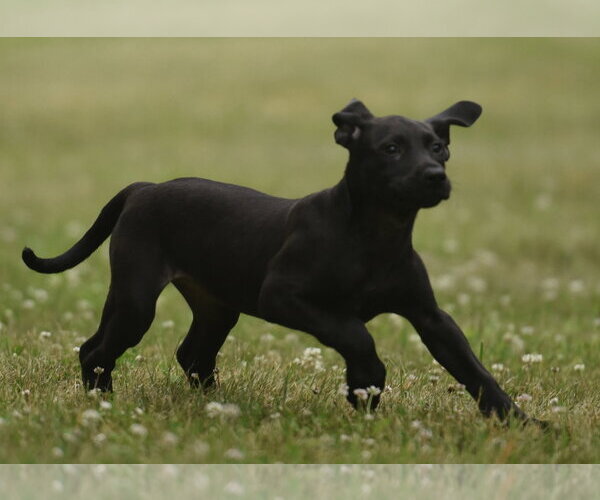 Medium Photo #4 Labrador Retriever-Unknown Mix Puppy For Sale in Mechanicsburg, PA, USA