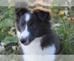 Small Photo #1 Shetland Sheepdog Puppy For Sale in PRINCETON, MN, USA