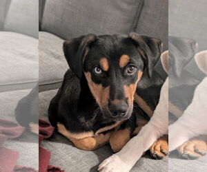 Rottweiler-Unknown Mix Dogs for adoption in Germantown, OH, USA