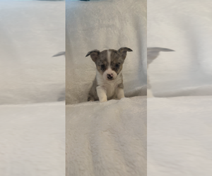 Chi-Corgi Puppy for Sale in SHERMAN, Texas USA