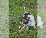 Small #8 Dachshund-Jack Russell Terrier Mix