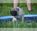 Small #6 Pug